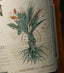 13 Year Rye